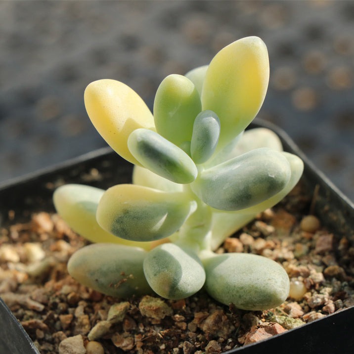 Pachyphytum Oviferum variegated