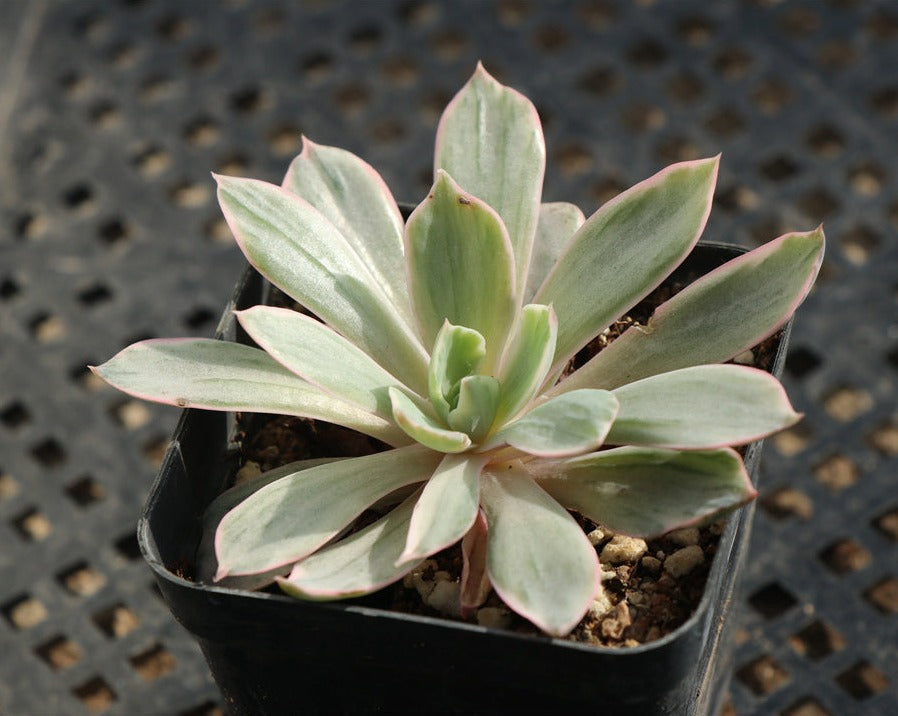 Echeveria Hera variegated-Senyang