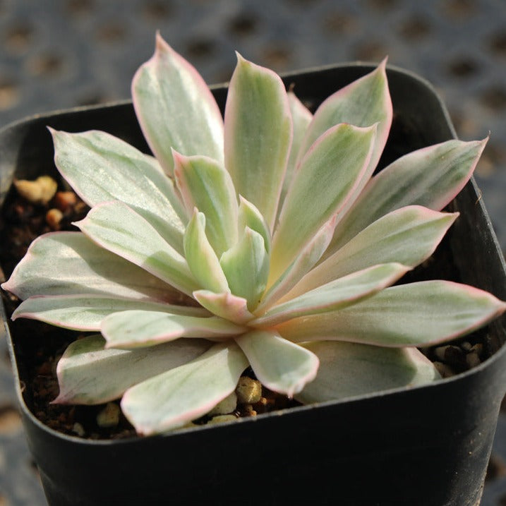 Echeveria Hera variegated-Senyang Horticulture