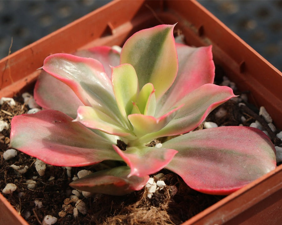 Echeveria Yamato-no-Mai variegated pot size 10cm