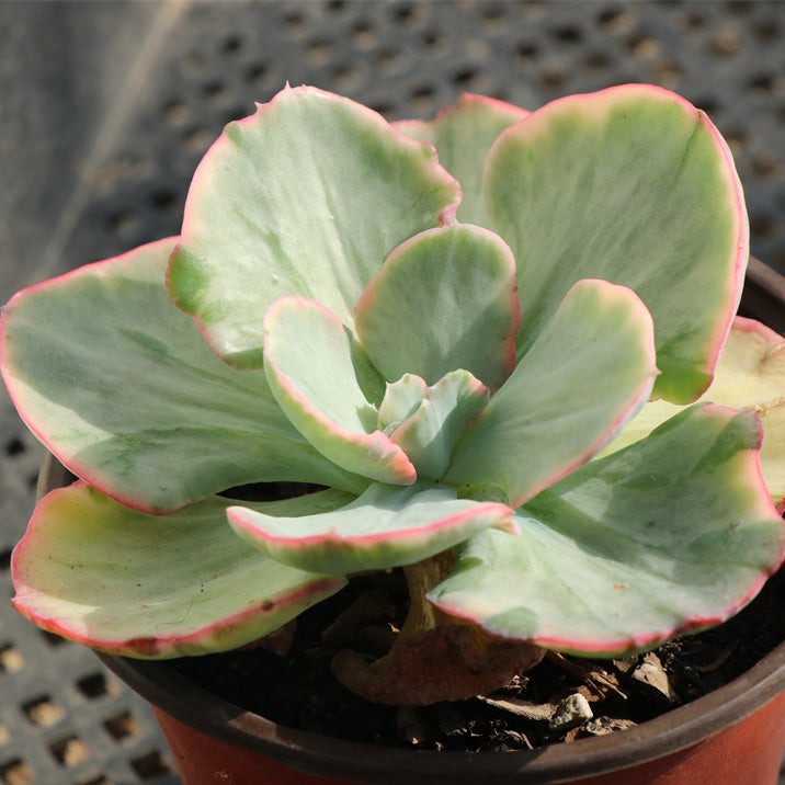 Echeveria Dick Wright variegated pot size 10cm