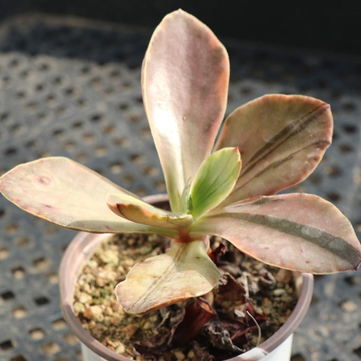 Echeveria Fasciculata variegated modona