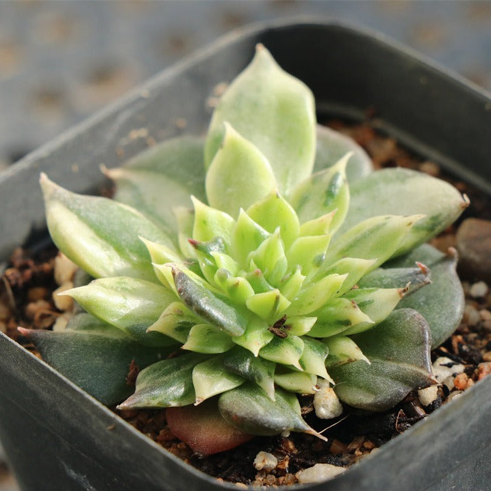 Echeveria ‘Black Prince’ variegated