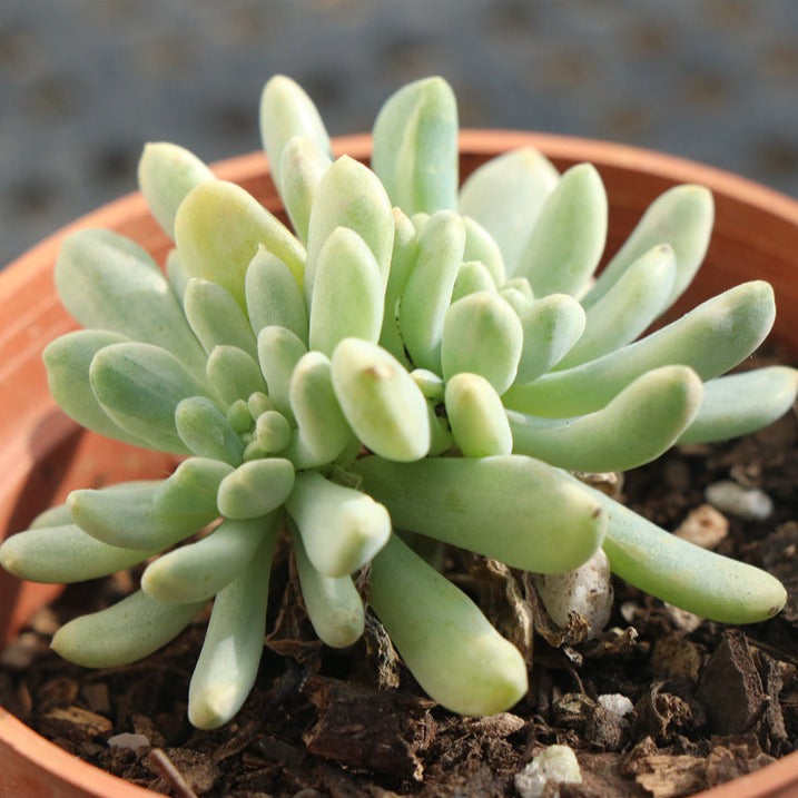 Echeveria cv. blue apple variegated