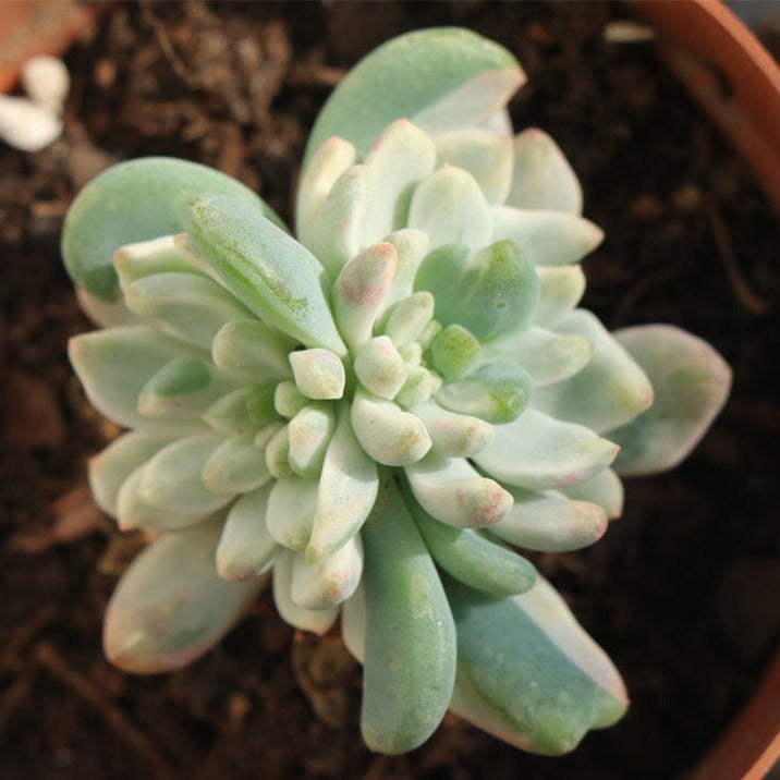 Echeveria cv. blue apple variegated pot size 9cm
