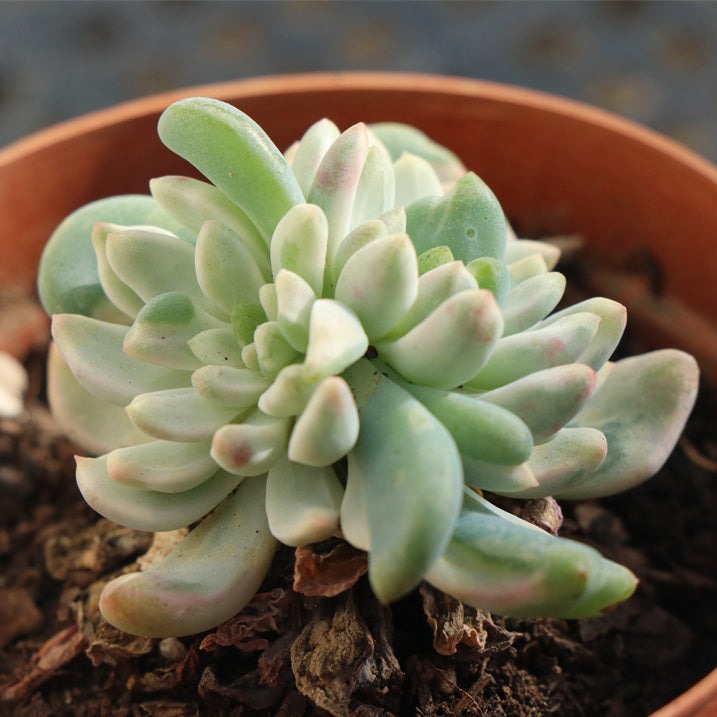 blue apple succulent Echeveria CV. Blue apple variegated pot size 9cm