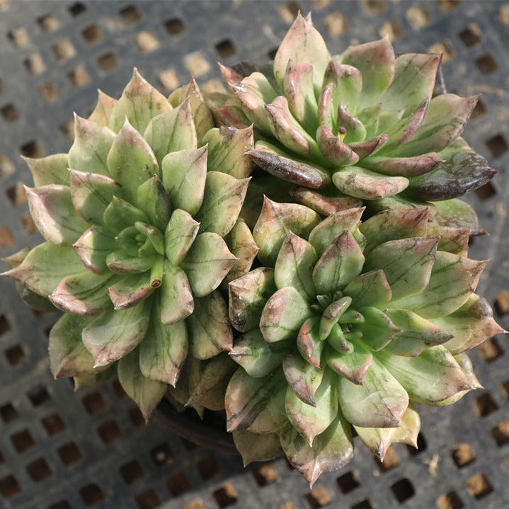 variegated black prince echeveria #succulent Echeveria 'Black Prince' variegated Cluster pot size 10cm – Senyang Horticulture