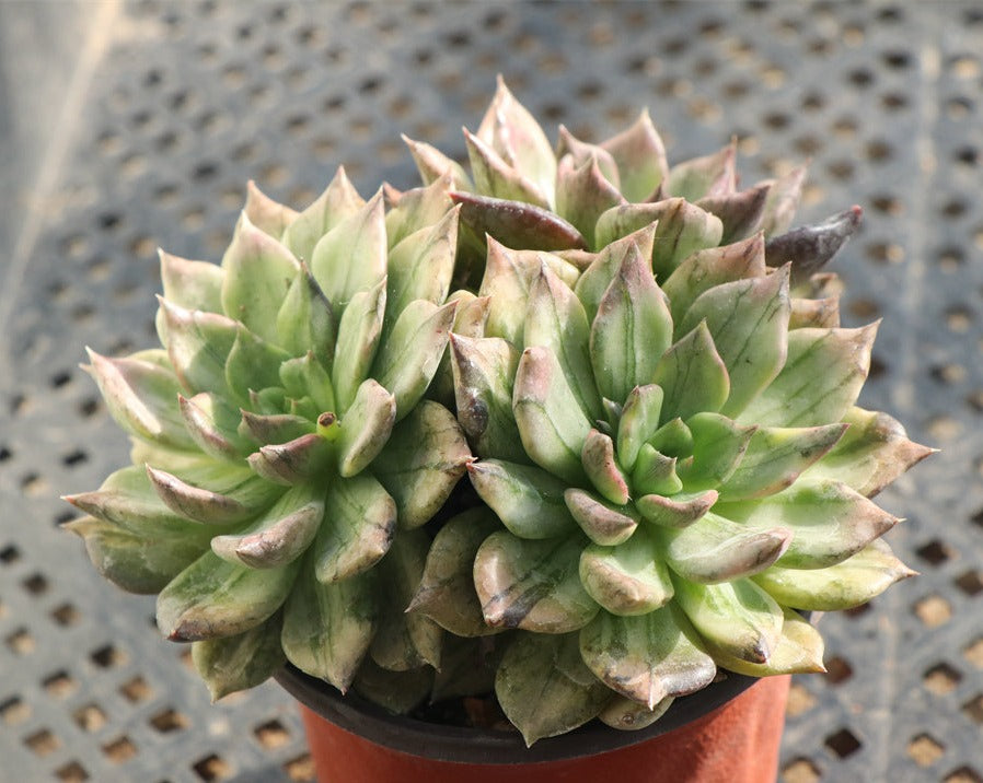 Echeveria ‘Black Prince’ variegated Cluster