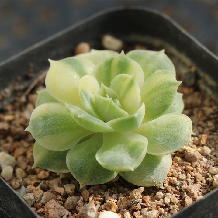 Echeveria Onslow variegated (yellow) pot size 6.5cm