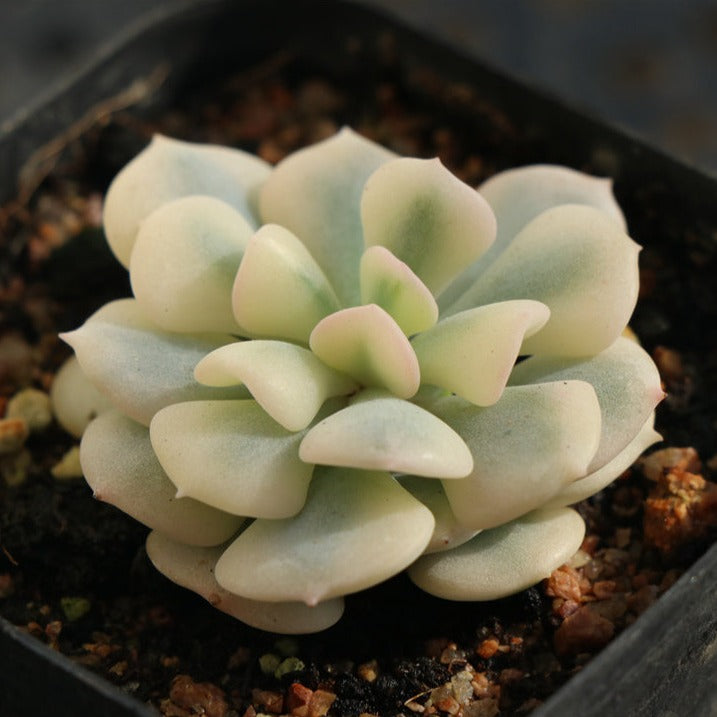 Echeveria Exotic variegated pot size 6.5cm