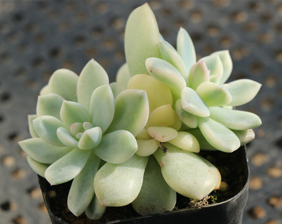 Echeveria Monroe variegated pot size 6.5cm