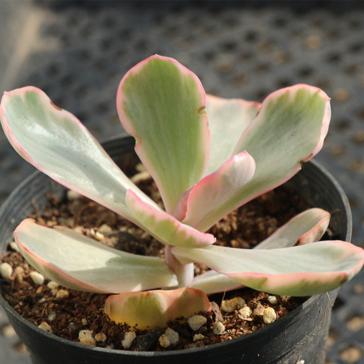 Echeveria blue rose variegated pot size 10cm