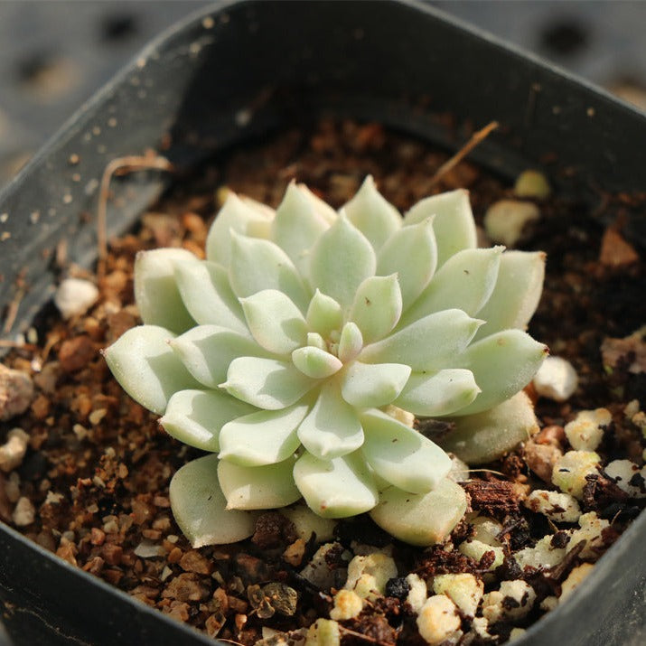 Echeveria 'Chrissy N ryan' variegated pot size 6.5cm