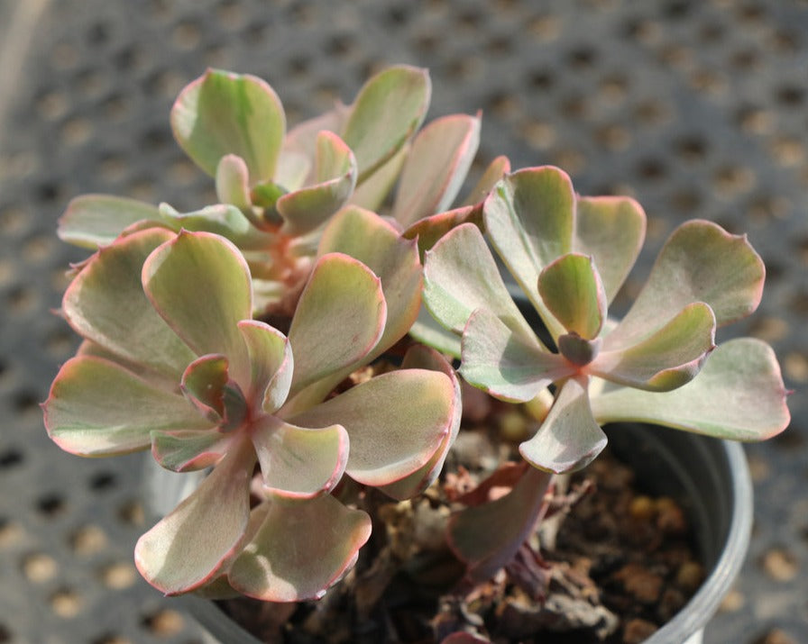 Echeveria Love Rain Drops variegated Cluster