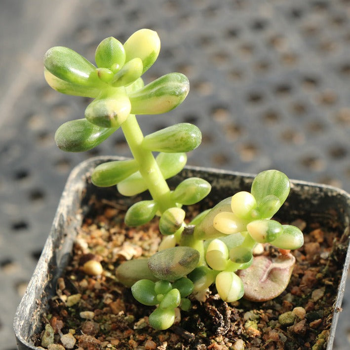 Sedum Lucidum Obesum variegated