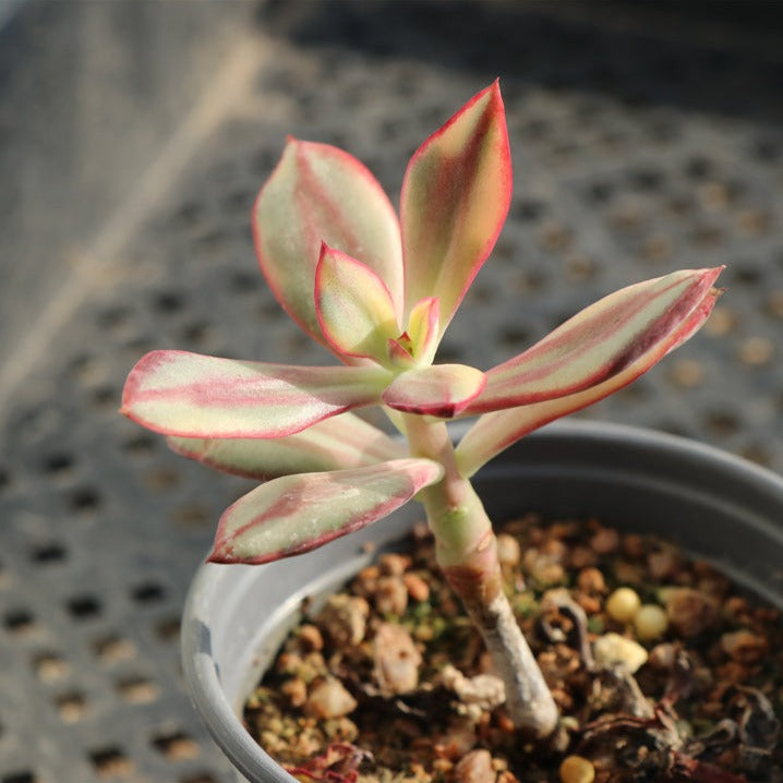 Echeveria Nodulosa variegated pot size 9cm