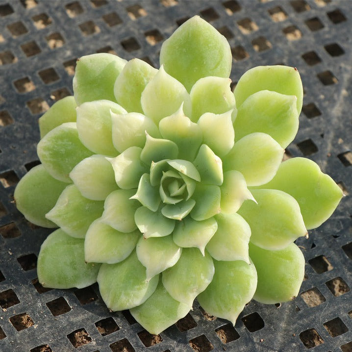 Echeveria Rare variegated