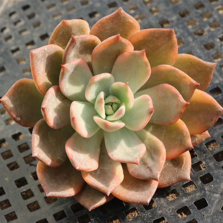 Echeveria Kamela variegated