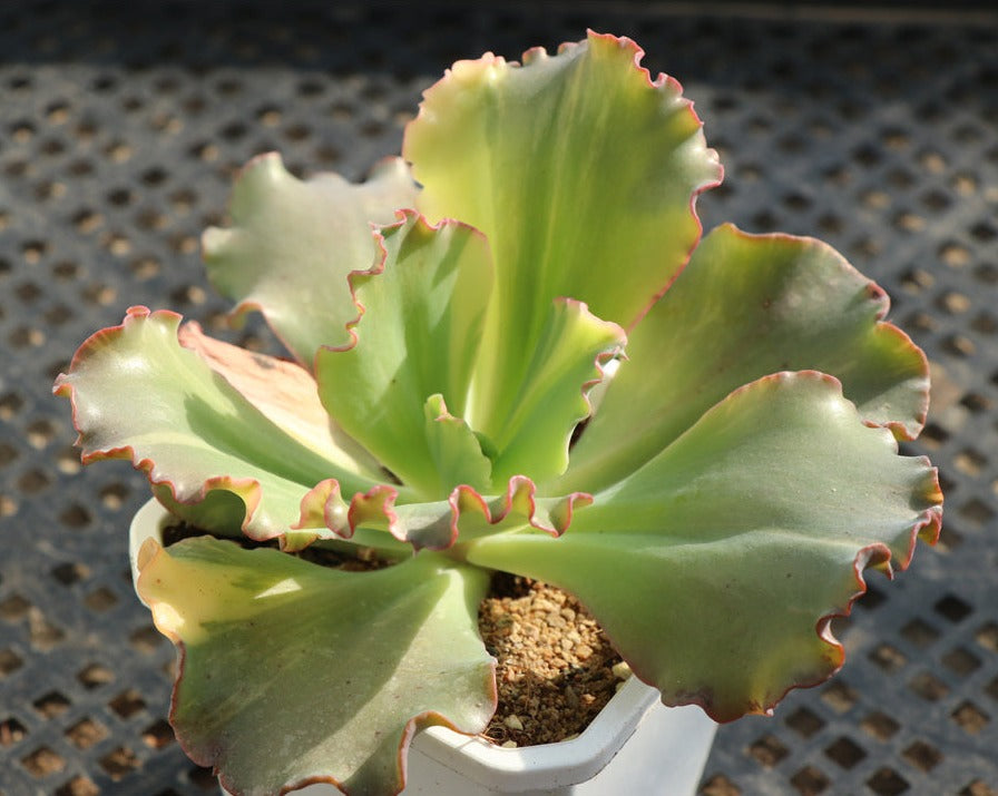 Echeveria Kankan variegated