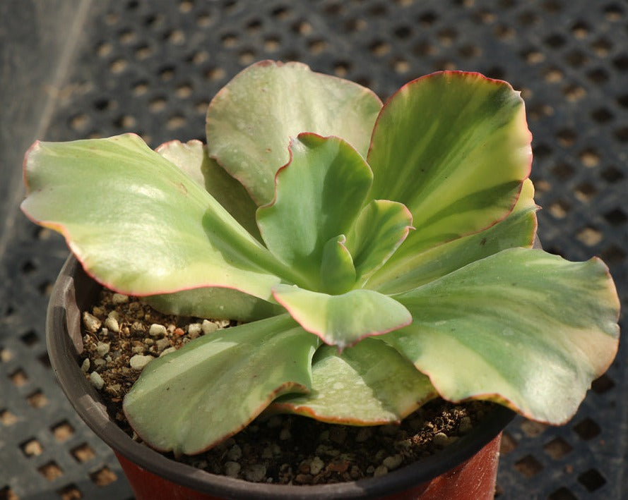 Echeveria Kankan variegated