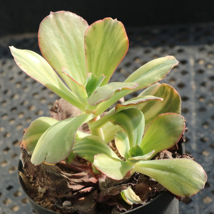 Echeveria Kankan variegated Cluster