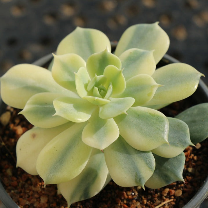 Echeveria Deresina variegated pot size 9cm