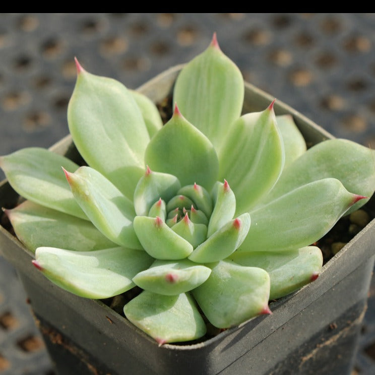 Echeveria Chihuahuaensis variegated pot size 9cm