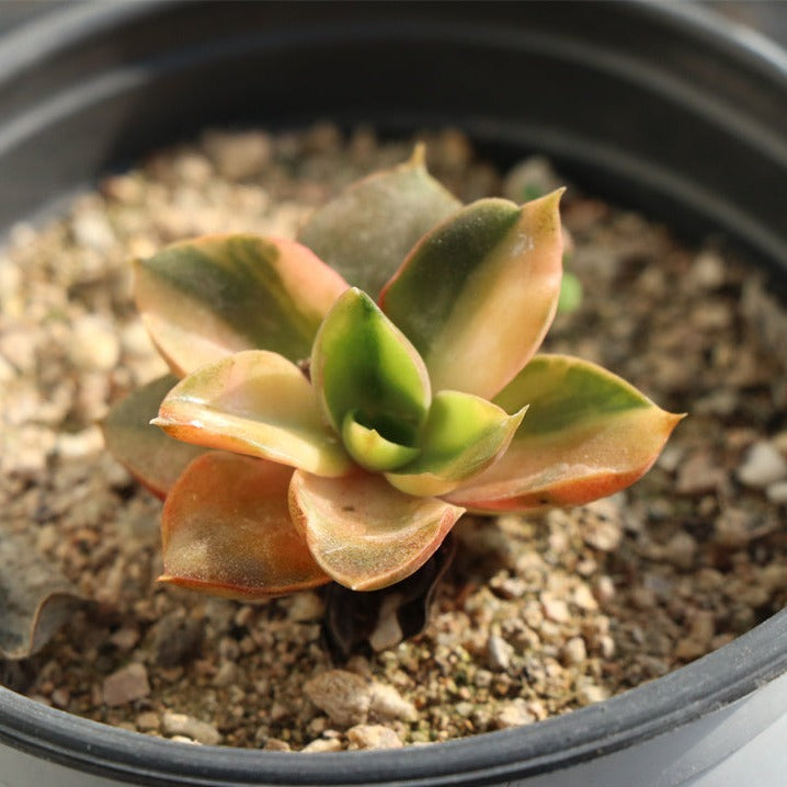 Echeveria Yamato-no-Mai variegated pot size 9cm