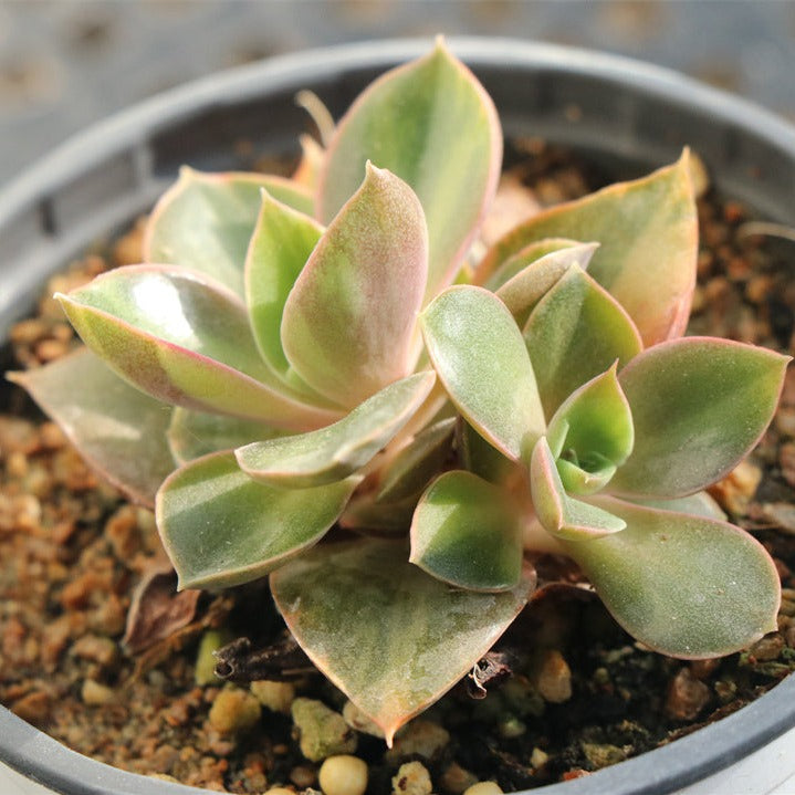 Echeveria Yamato-no-Mai variegated