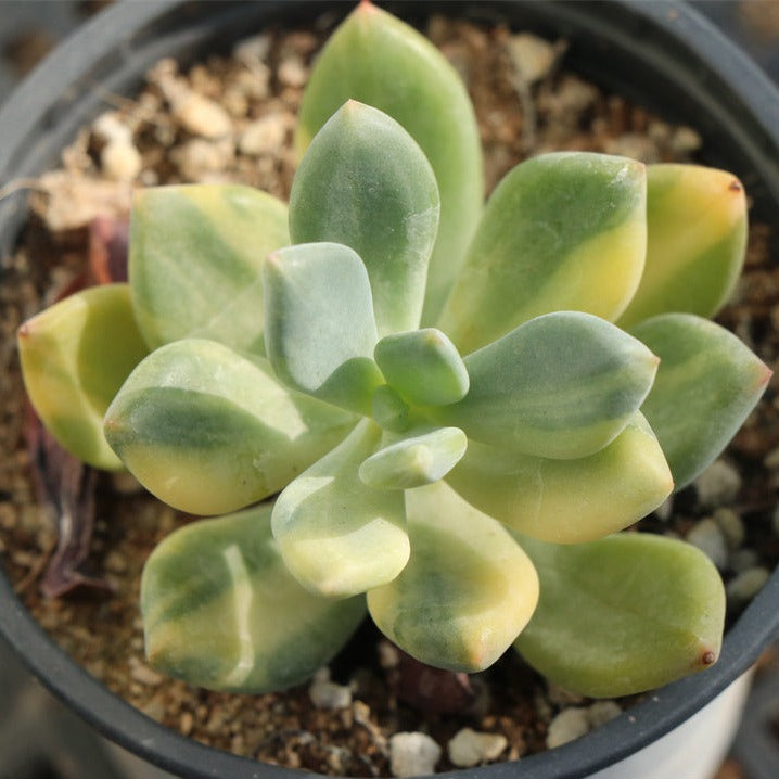 dr cornelius succulent Pachyphytum 'Dr Cornelius' variegated pot size 9cm – Senyang Horticulture