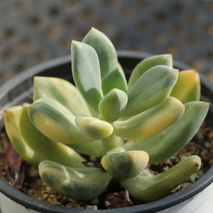 Pachyphytum 'Dr Cornelius' variegated pot size 9cm