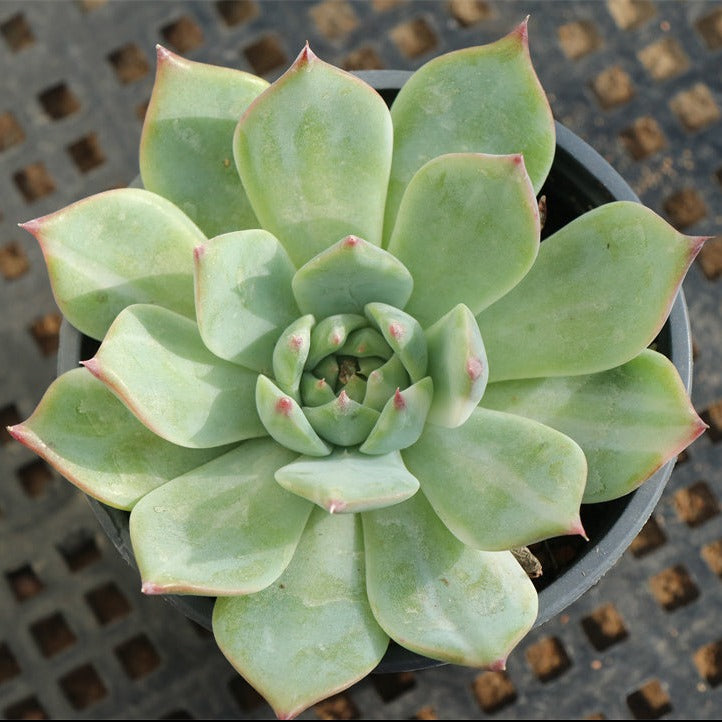 chihuahuaensis succulent Echeveria Chihuahuaensis variegated pot size 9cm – Senyang Horticulture