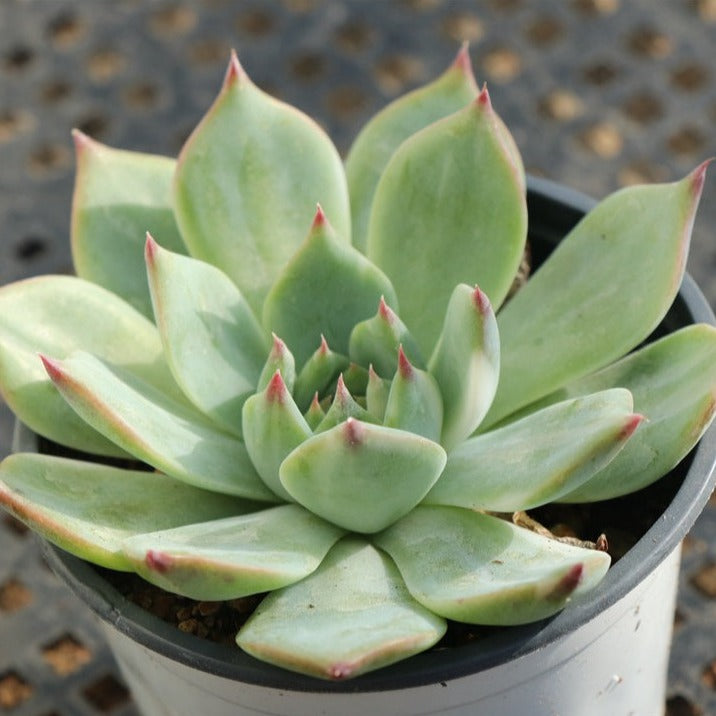 Echeveria Chihuahuaensis variegated pot size 9cm