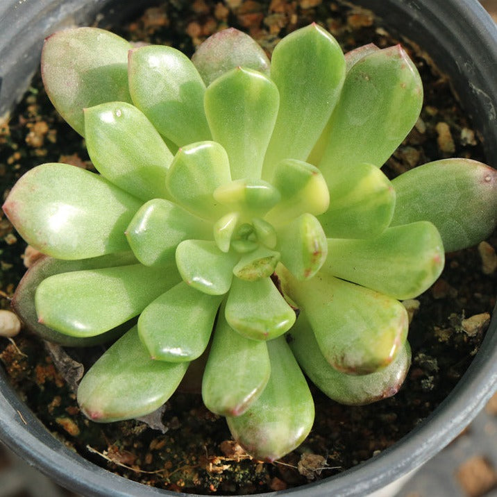 sedeveria pink ruby succulent plant Sedeveria Pink ruby variegated pot size 9cm