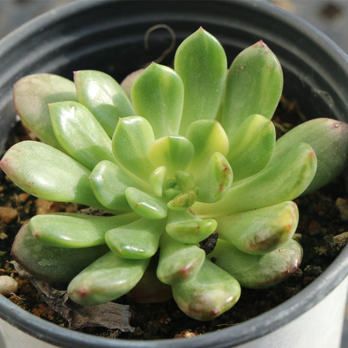 Sedeveria Pink ruby variegated