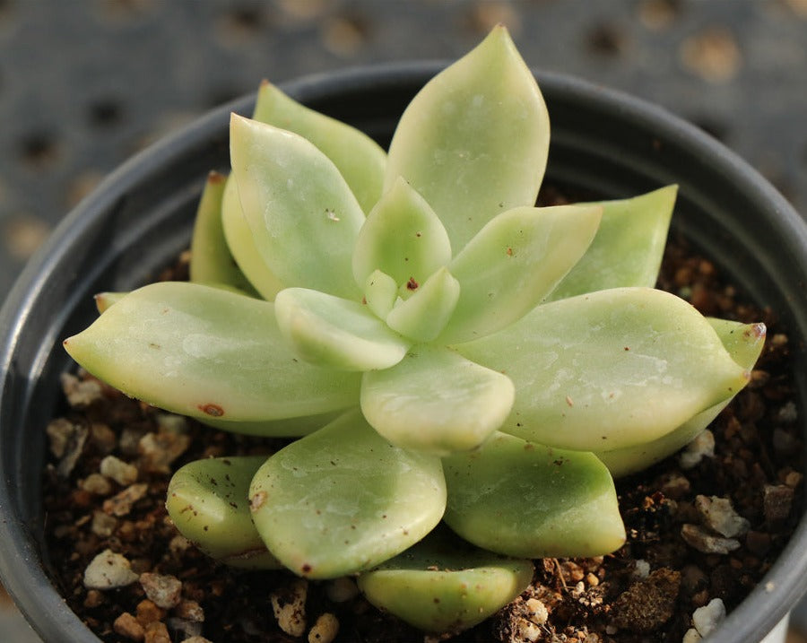 Echeveria Rare variegated pot size 9cm(祝之松)