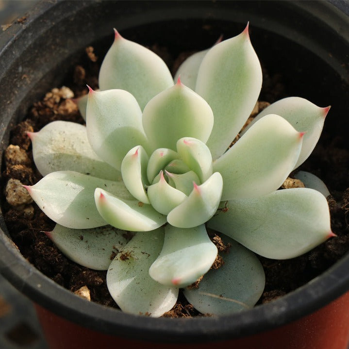 Echeveria Chihuahuaensis variegated pot size 9cm