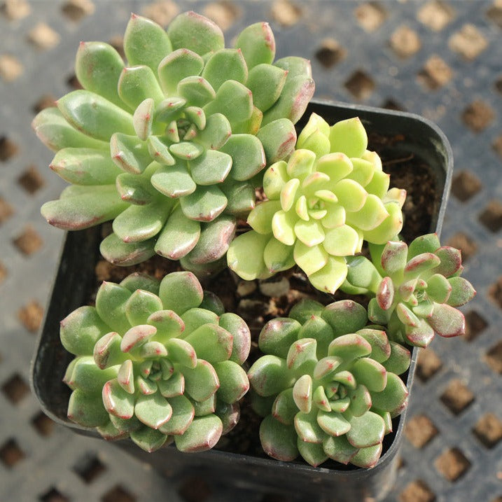 sedeveria pink ruby succulent plant Sedeveria Pink ruby variegated cluster pot size 6.5cm