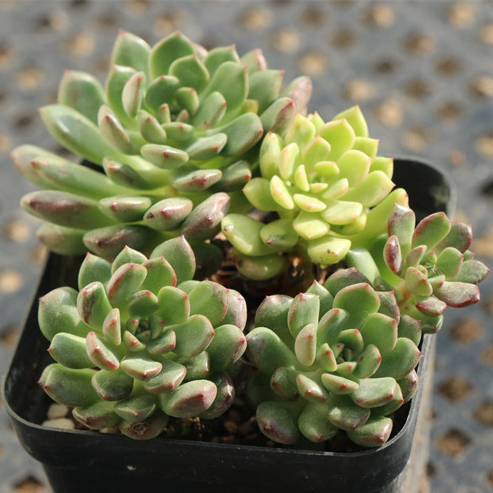 Sedeveria Pink ruby variegated cluster