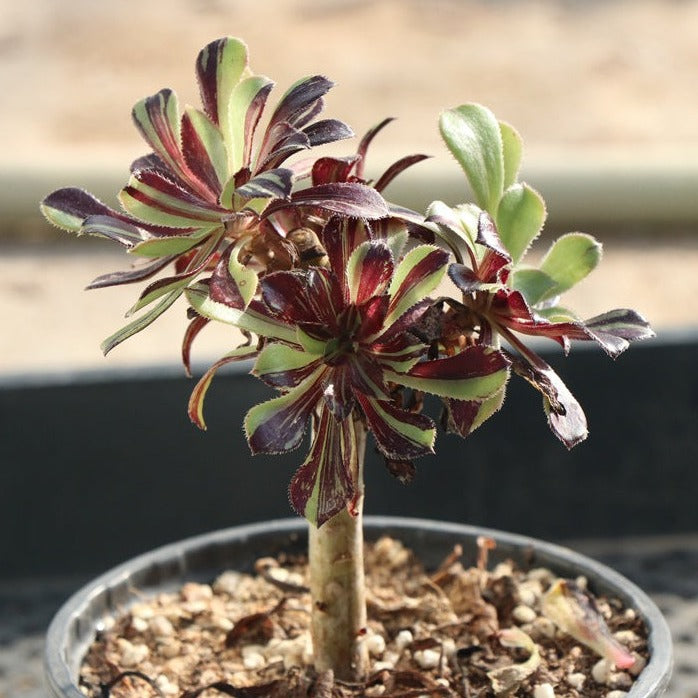 Aeonium bigbang Cluster pot size 10cm