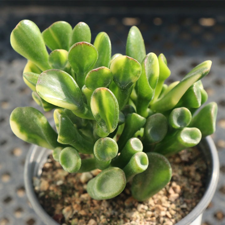Crassula obliqu variegated pot size 9cm
