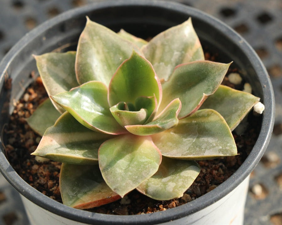 Echeveria Yamato-no-Mai variegated