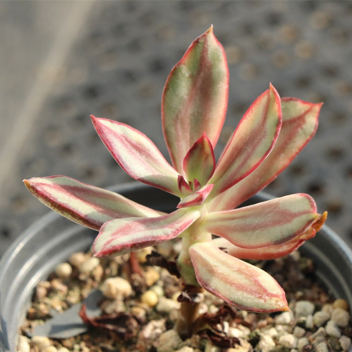 Echeveria Nodulosa variegated pot size 9cm