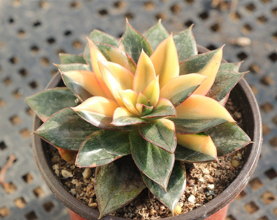 Echeveria Monocerotis variegated pot size 9cm