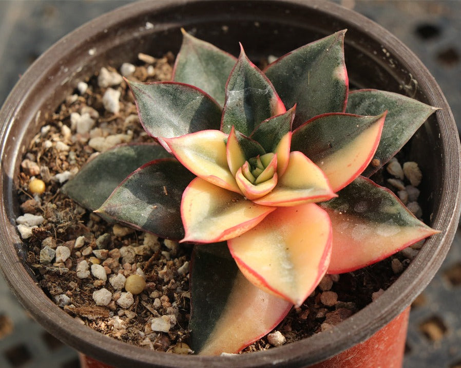 Echeveria Monocerotis variegated pot size 9cm