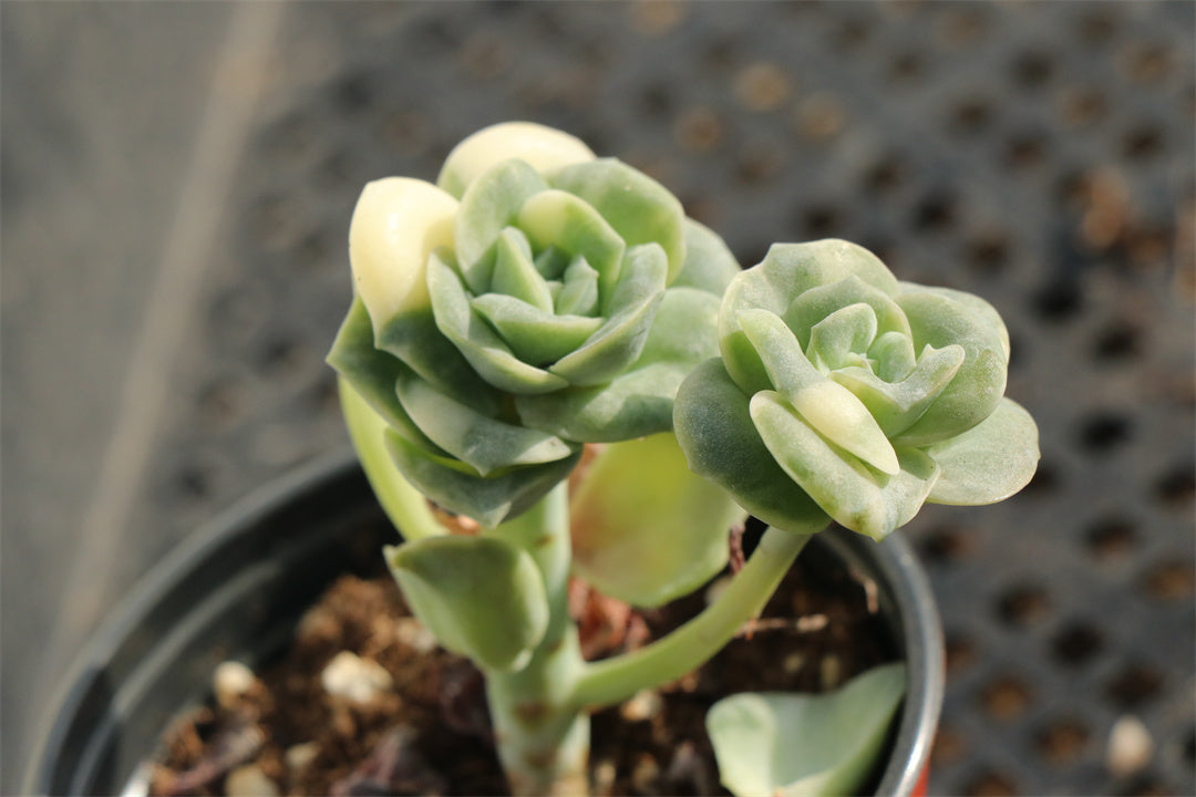 Echeveria 'Lovely Rose' variegated pot size 9cm