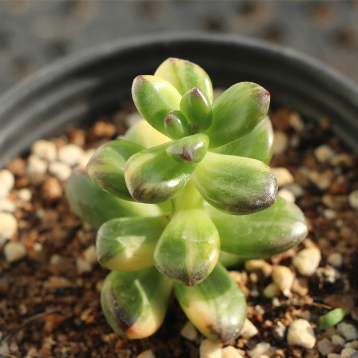 Sedum Lucidum Obesum variegated