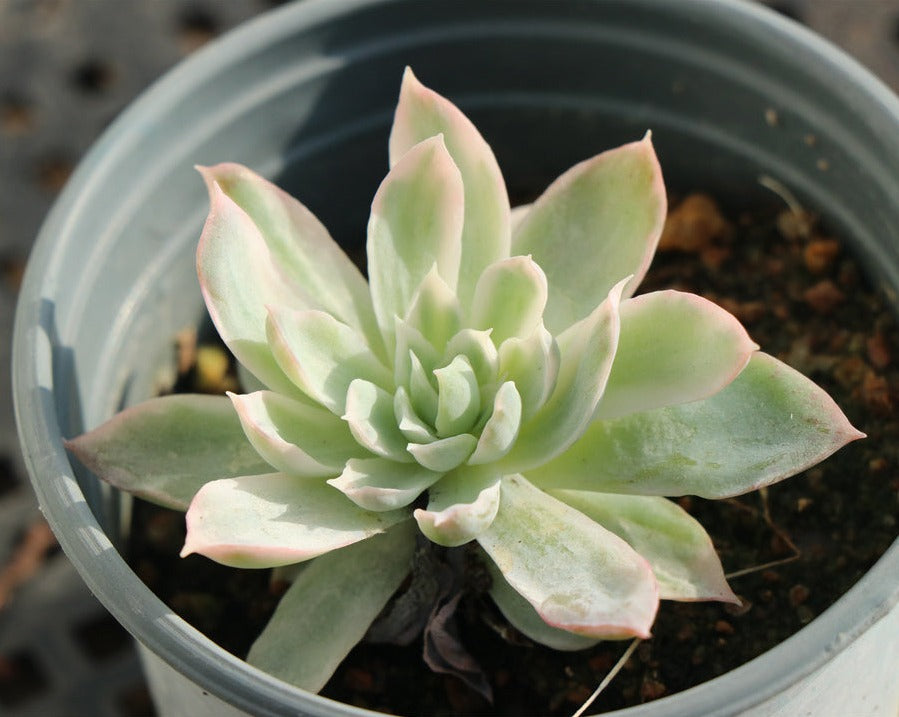 Echeveria Violet Queen variegated pot size 9cm