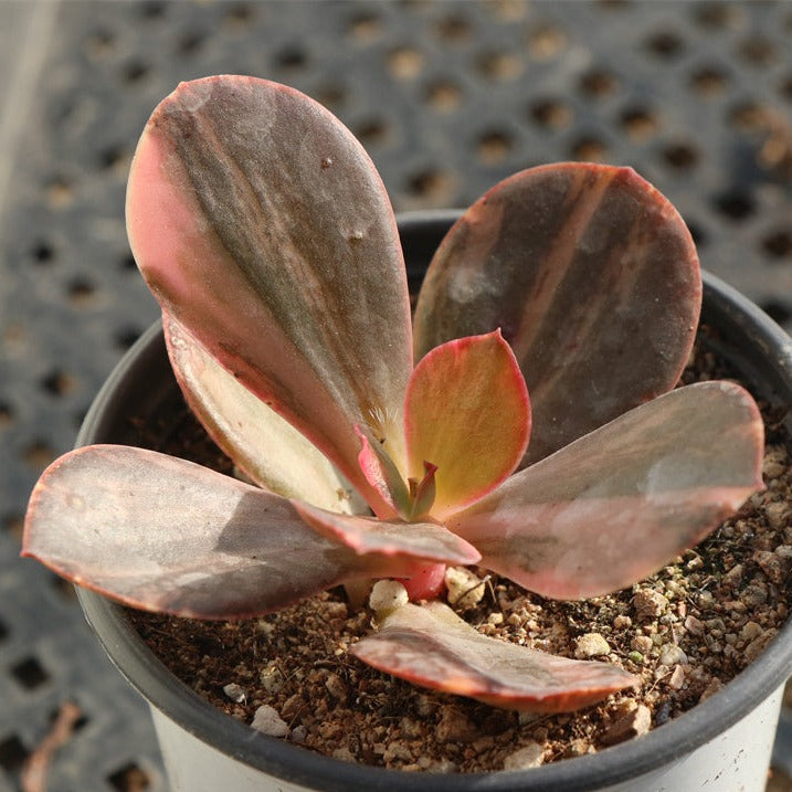 Echeveria Fasciculata variegated modona