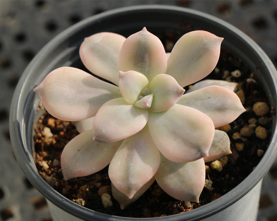 Graptopetalum Superbum (Kimnach) Acev.-Rosas variegated